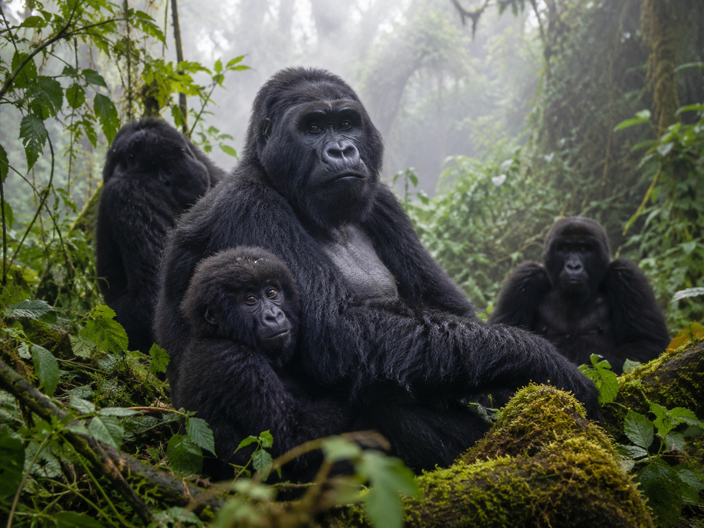 Mountain gorilla family in misty forest